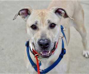 Mastador Dogs for adoption in Greenbelt, MD, USA
