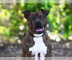 American Pit Bull Terrier-Plott Hound Mix Dogs for adoption in Tavares, FL, USA