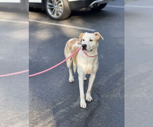 Labrador Retriever-Unknown Mix Dogs for adoption in Dana Point, CA, USA