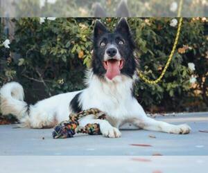 Collie Dogs for adoption in Fullerton, CA, USA