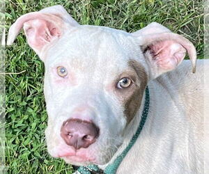 American Pit Bull Terrier Dogs for adoption in Tarboro, NC, USA
