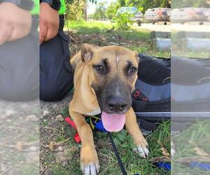American Staffordshire Terrier-Unknown Mix Dogs for adoption in San Antonio, TX, USA