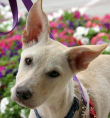 Bichon Frise-Unknown Mix Dogs for adoption in Houma, LA, USA