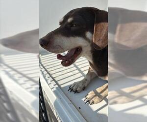 Dachshund Dogs for adoption in Houston, TX, USA