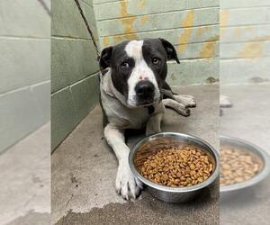 American Pit Bull Terrier Dogs for adoption in Stockton, CA, USA
