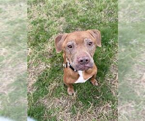 Medium Photo #1 Mutt Puppy For Sale in Forestville, MD, USA