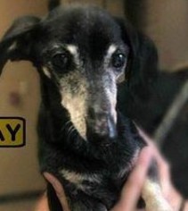 Dachshund Dogs for adoption in Newport, KY, USA