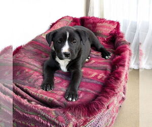 American Pit Bull Terrier Dogs for adoption in Menifee, CA, USA