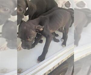 Chihuahua-Unknown Mix Dogs for adoption in Houston, TX, USA