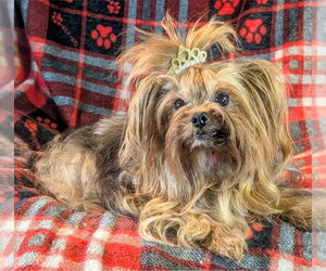 Mutt Dogs for adoption in Bon Carbo, CO, USA