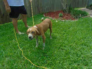 Small American Foxhound-Collie Mix