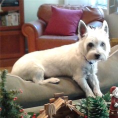 Cairn Terrier Dogs for adoption in Romoland, CA, USA