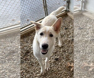 German Shepherd Dog-Unknown Mix Dogs for adoption in Sterling, MA, USA