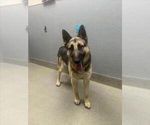 German Shepherd Dog-Unknown Mix Dogs for adoption in Las Vegas, NV, USA