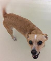 Chi-Corgi Dogs for adoption in Newport, KY, USA