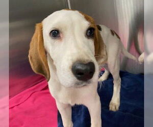English Foxhound Dogs for adoption in Tavares, FL, USA