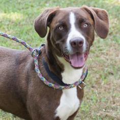 Lab-Pointer Dogs for adoption in Bauxite, AR, USA