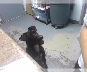 Labrador Retriever-Unknown Mix Dogs for adoption in Tallahassee, FL, USA