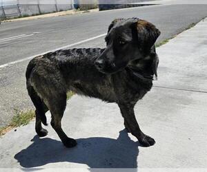 Labrador Retriever-Unknown Mix Dogs for adoption in HESPERIA, CA, USA