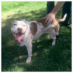 Staffordshire Bull Terrier Dogs for adoption in Phoenix, AZ, USA