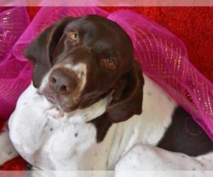 German Shorthaired Pointer Dogs for adoption in Eureka, CA, USA