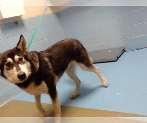 Siberian Husky-Unknown Mix Dogs for adoption in Moreno Valley, CA, USA