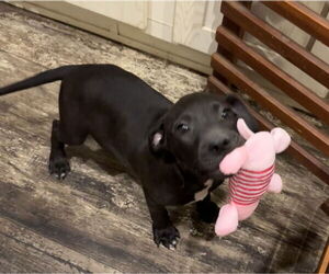 Bulldog-Unknown Mix Dogs for adoption in Tarrytown, GA, USA
