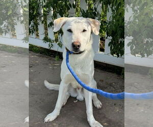 Labrador Retriever Dogs for adoption in Newport Beach, CA, USA