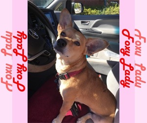 Medium Photo #1 Chi-Corgi Puppy For Sale in Social Circle, GA, USA
