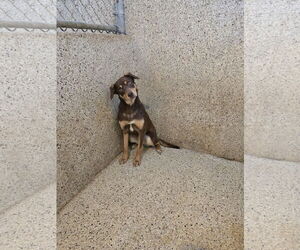 Chocolate Labrador retriever-Unknown Mix Dogs for adoption in Maquoketa, IA, USA