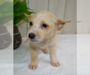 Australian Retriever Dogs for adoption in Sheridan, CO, USA