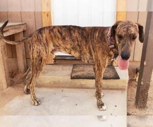 Great Dane Dogs for adoption in Lake Forest, CA, USA