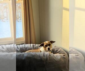 Bogle Dogs for adoption in Plainfield, IL, USA