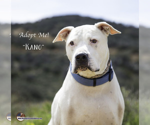 Medium Photo #1 Dogo Argentino Puppy For Sale in Acton, CA, USA