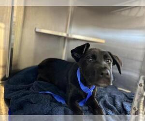Labrador Retriever-Unknown Mix Dogs for adoption in Chula Vista, CA, USA