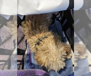 Maltese Dogs for adoption in Tracy, CA, USA