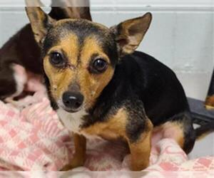 Chihuahua-Unknown Mix Dogs for adoption in Augusta, GA, USA