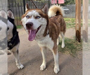 Siberian Husky Dogs for adoption in Long Beach, CA, USA