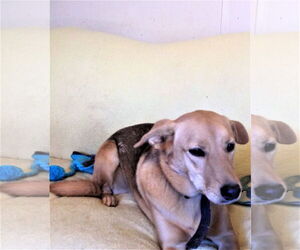 Mutt Dogs for adoption in Crossville, AL, USA