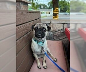 Pug Dogs for adoption in Brooklyn Center, MN, USA