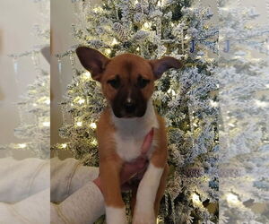 Medium Photo #1 German Shepherd Dog-Unknown Mix Puppy For Sale in Claremore, OK, USA