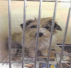Mutt Dogs for adoption in Silverlake, WA, USA