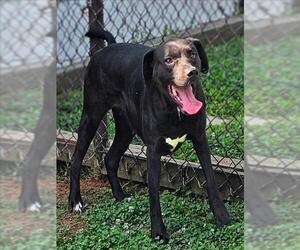 Labrador Retriever-Unknown Mix Dogs for adoption in Grovetown, GA, USA