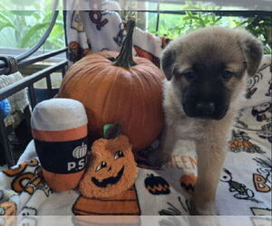 German Shepherd Dog-Unknown Mix Dogs for adoption in Kansas City, MO, USA