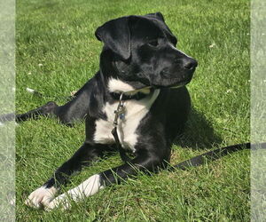 Boxador Dogs for adoption in Princeton, MN, USA