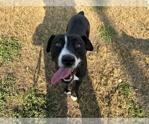 Labrador Retriever-Unknown Mix Dogs for adoption in Ocala, FL, USA