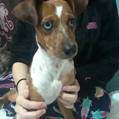 Toy Rat Doxie Dogs for adoption in Alexander, AR, USA