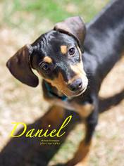 Doxie-Pin Dogs for adoption in San Antonio, TX, USA