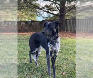 Mutt Dogs for adoption in Louisville, KY, USA