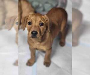 Labrador Retriever-Unknown Mix Dogs for adoption in Brewster, NY, USA